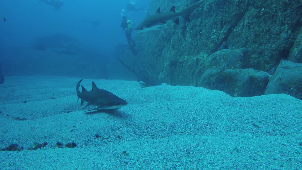 在澳大利亚新南威尔士州的鱼岩洞穴，一只护士鲨鱼沿着海底游过摄像机。视频素材