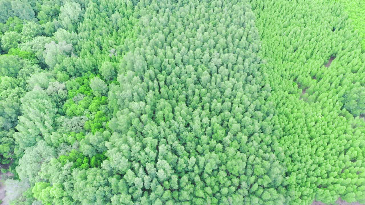 4K无人机俯瞰夏日日出时的森林。无人机拍摄的云杉针叶树顶飞行，自然背景镜头视频素材
