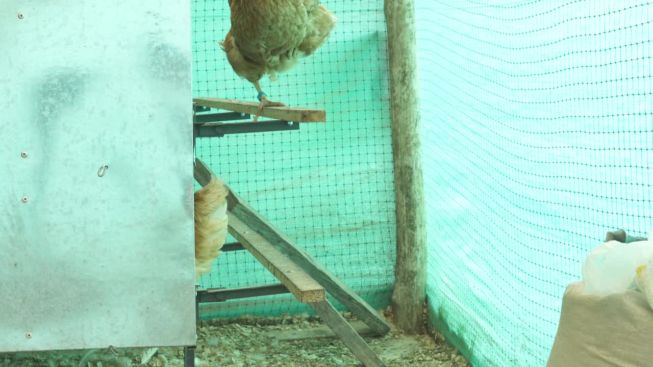 农夫进入鸡舍收集当天的鸡蛋视频素材