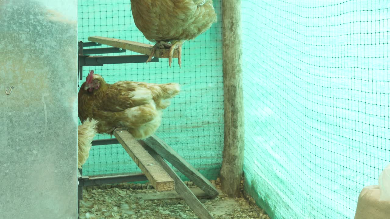 农家女孩戴着口罩进入鸡舍收集当日的鸡蛋视频素材