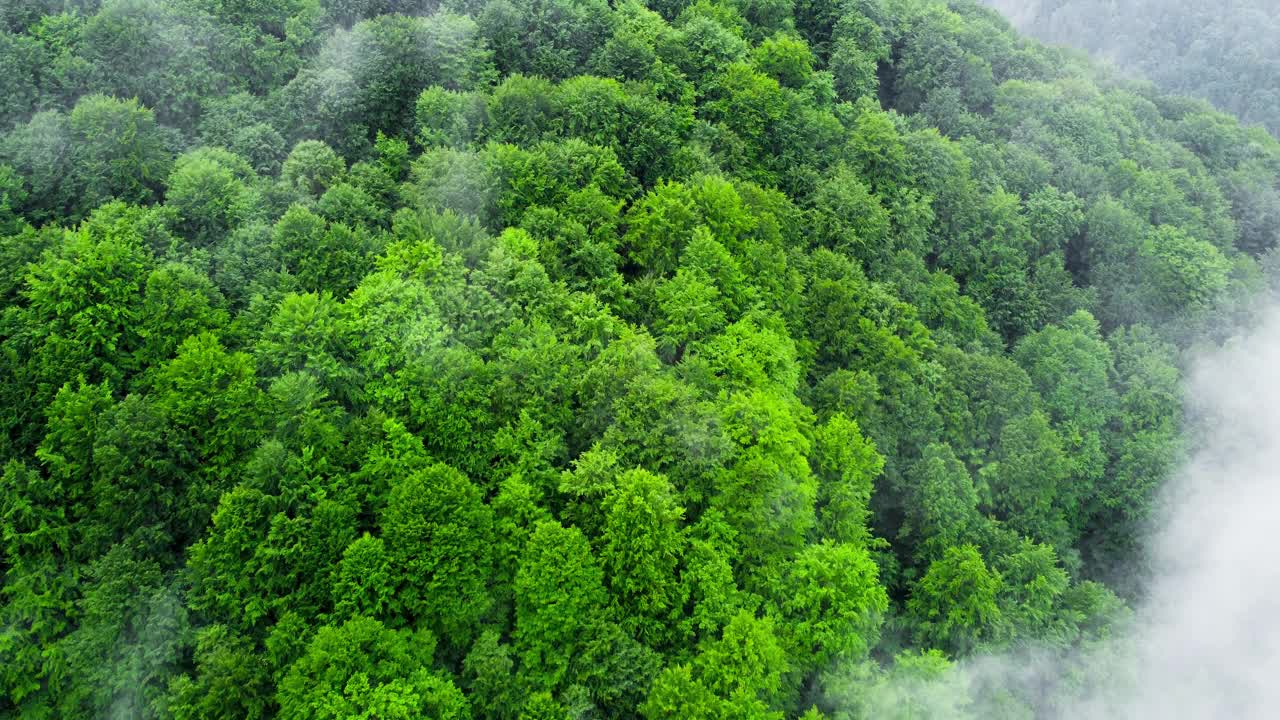 云层之上的山森林，飞行通过神奇的春天森林在雨天，鸟瞰无人机4k视频素材