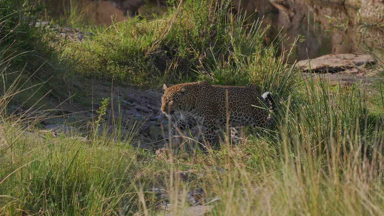 豹，Panthera pardus，马赛马拉国家保护区，肯尼亚，非洲视频素材