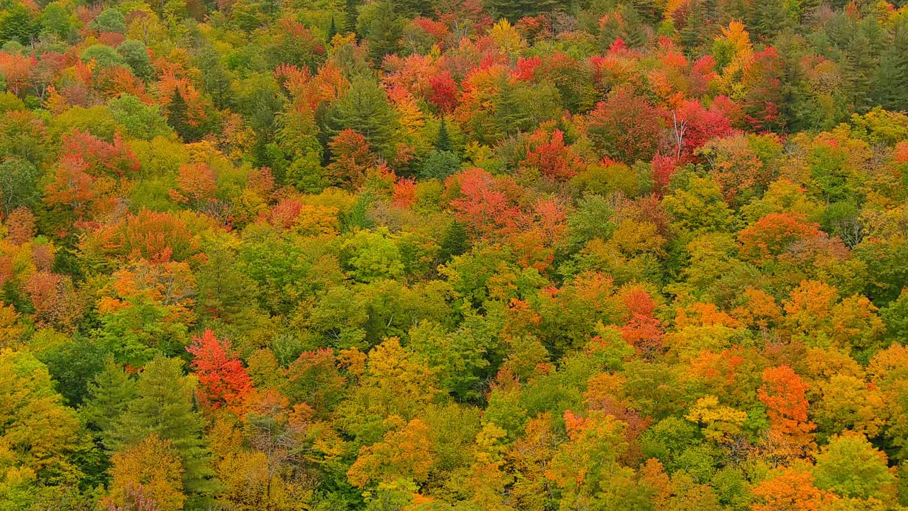 新英格兰秋季树木的鸟瞰图。视频下载