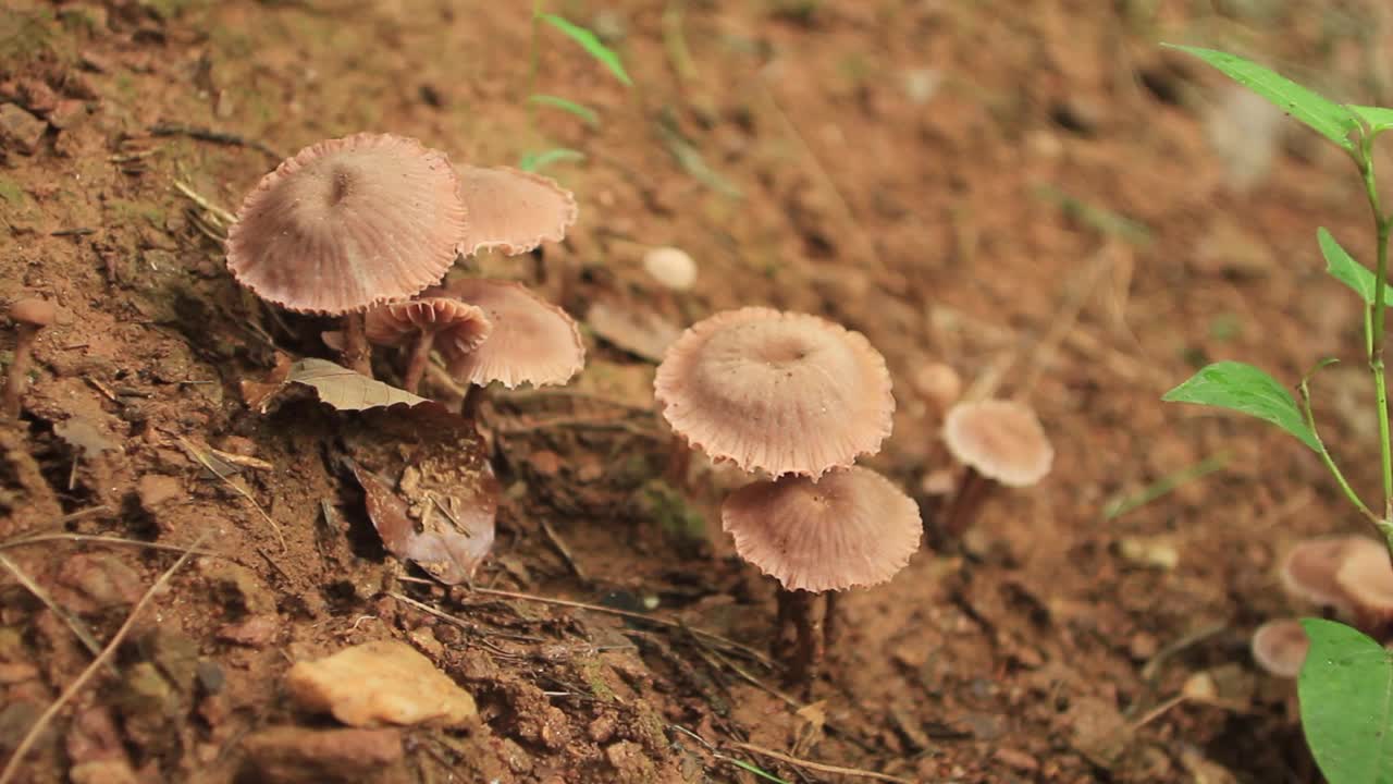 韩国京畿道广州市土川郡的紫锥花腊卡菌视频素材