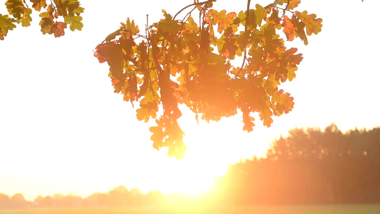 在一个美丽的秋日，在乡间，树叶在晨曦中随风摇曳。视频下载