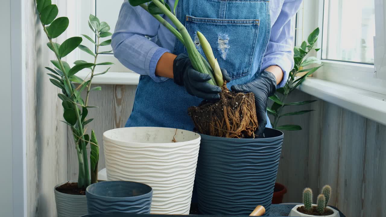 园艺妇女移植室内植物，用铲子在桌子上。Zamioculcas植物护理和家庭花园的概念。春耕视频素材