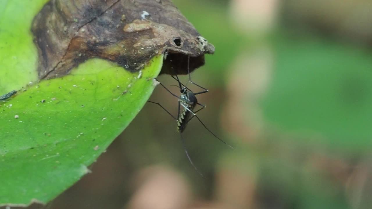 蚊子在叶子视频下载