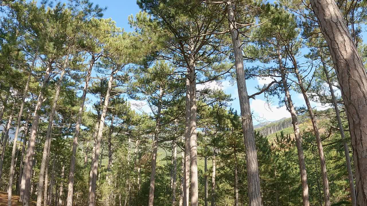 松树在针叶林，全景在晴朗的日子。视频下载