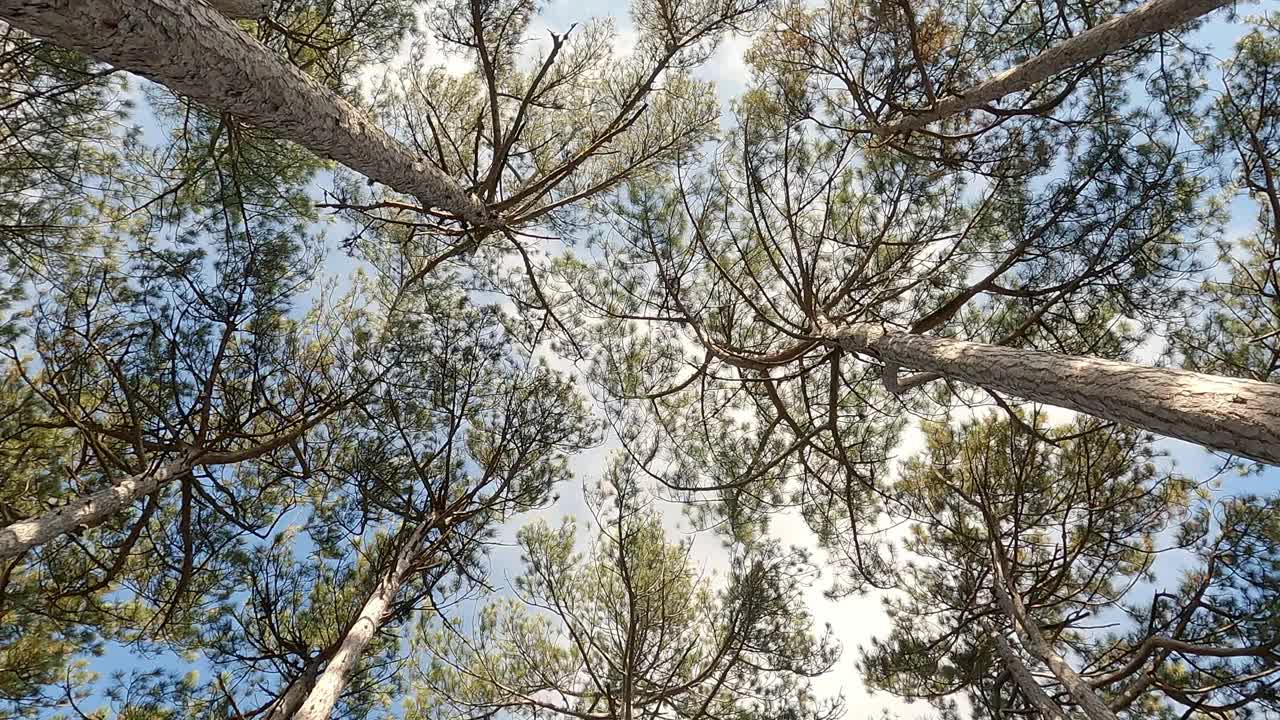 松树在针叶林中，运动在树干之间，自下而上的观点。视频素材