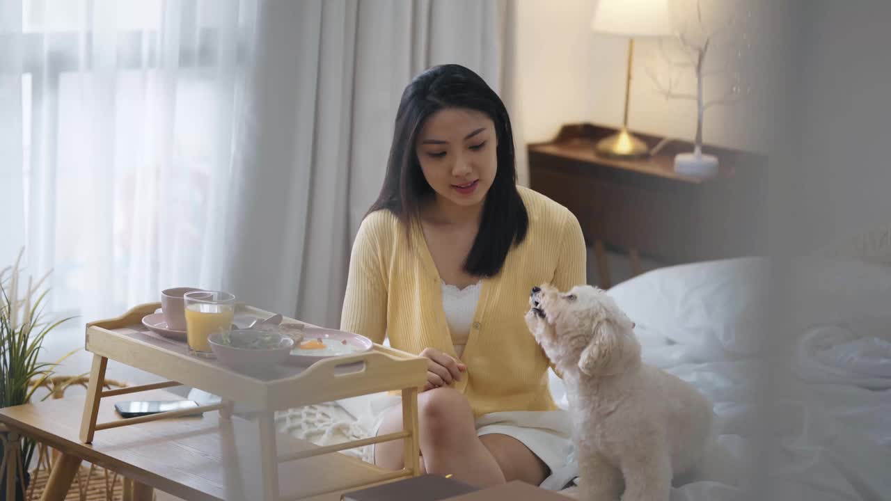 亚洲中国美女享受早餐在床上与她的玩具贵宾在周末的早晨视频下载