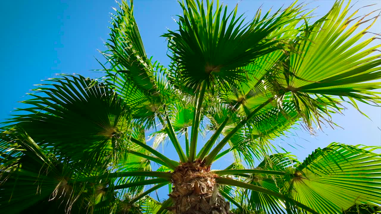 棕榈叶衬着天空。有选择性的重点。夏天。视频下载