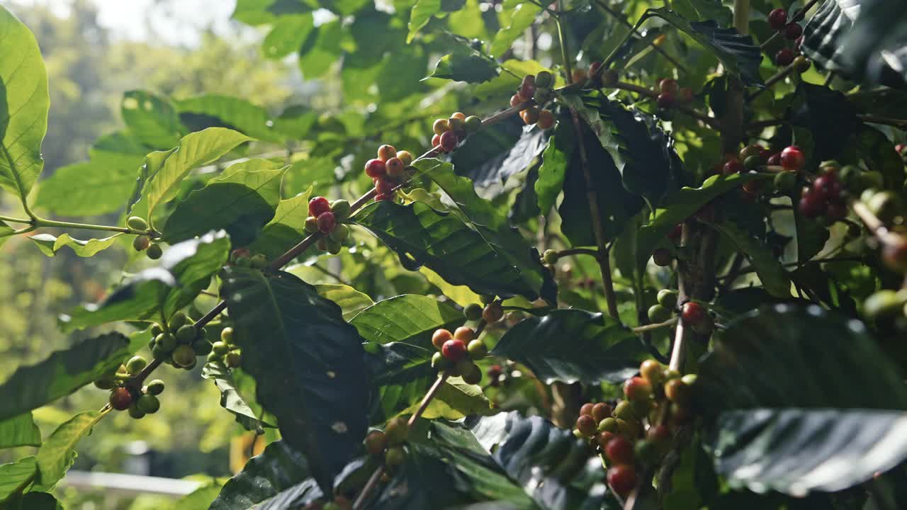 靠近咖啡巴拿马阿拉比卡与绿色和红色樱桃在咖啡树的树枝视频下载