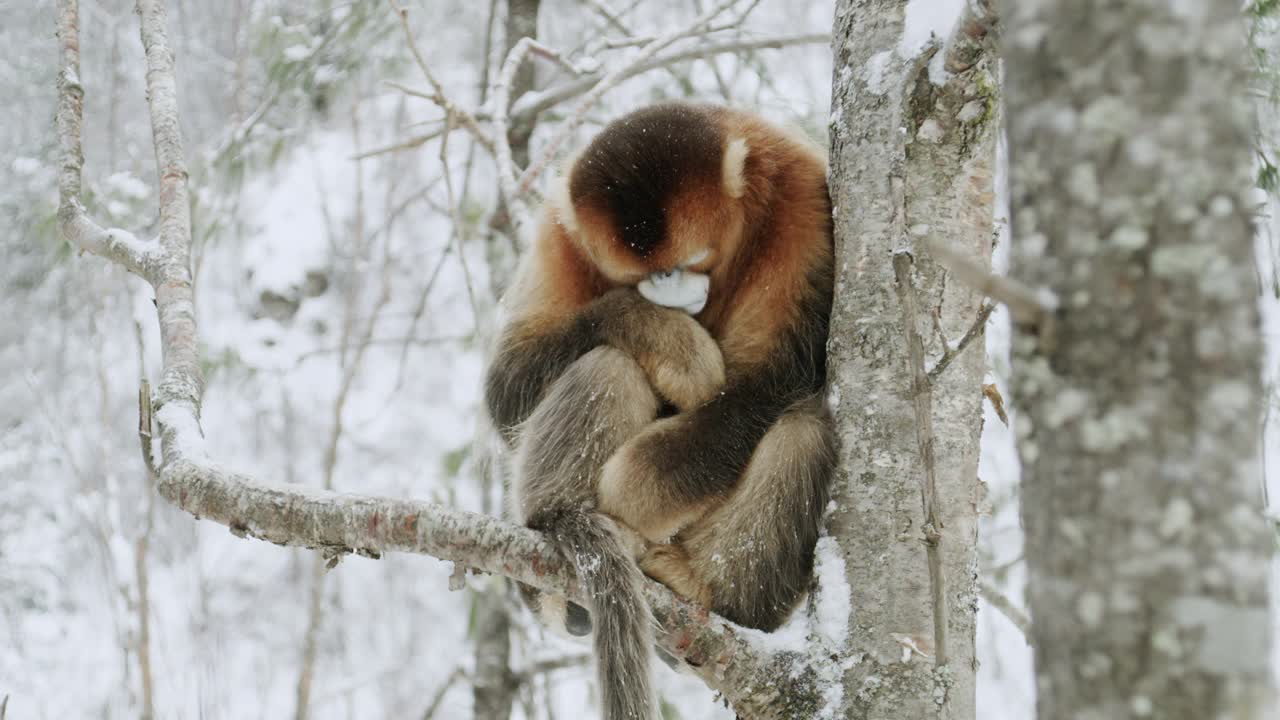 中国，睡在树上的金丝猴视频下载