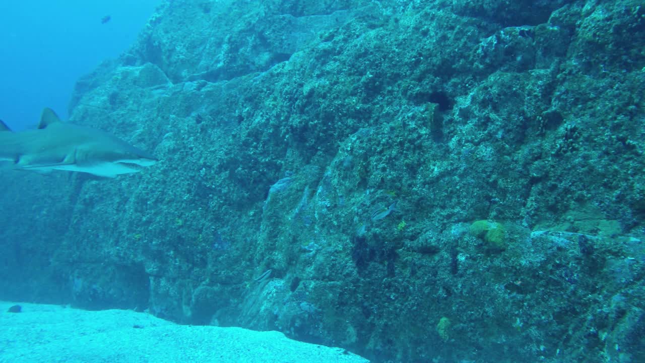 灰护士鲨，或沙虎鲨，在鱼岩洞潜水区附近的水下峡谷中游泳。视频素材