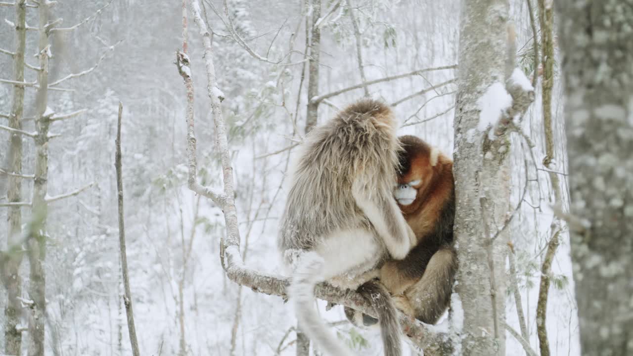 两只金丝猴站在树上，中国视频素材