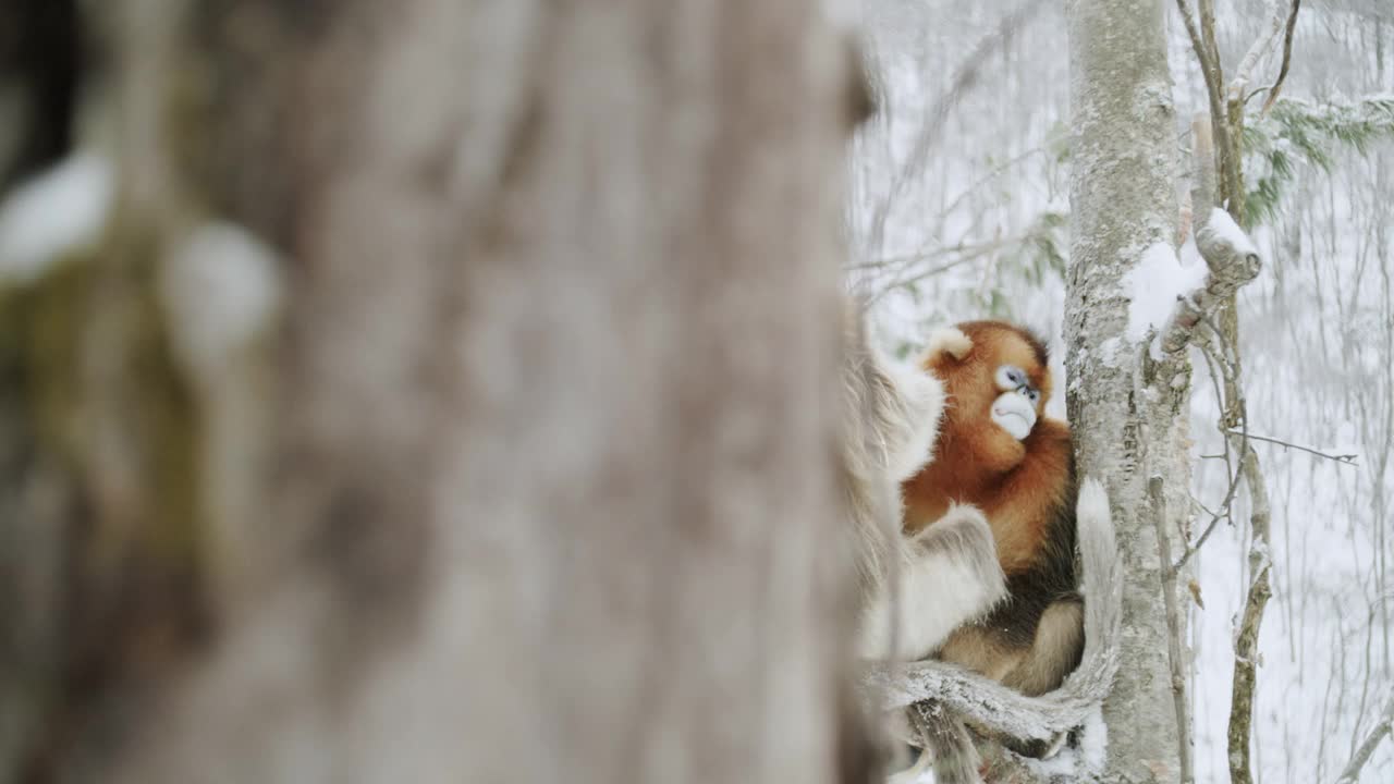 两只金丝猴站在树上，中国视频素材