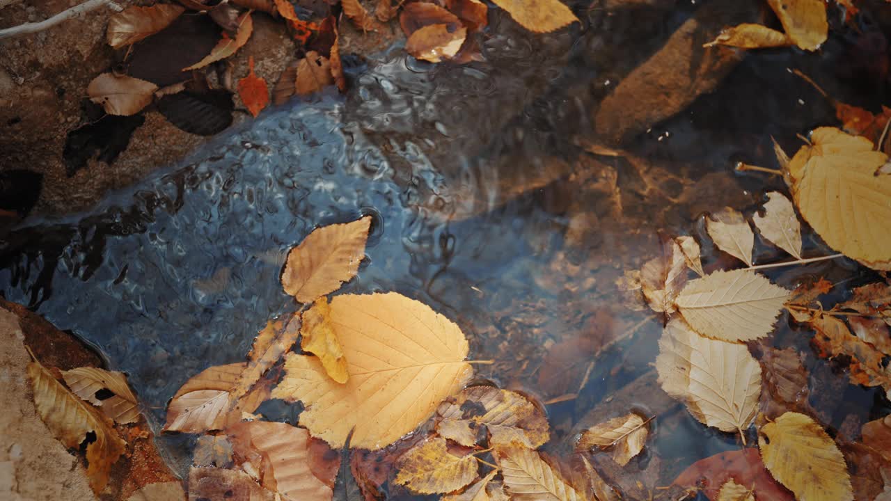 一个平静的淡水河的特写，明亮的秋天落叶。视频素材