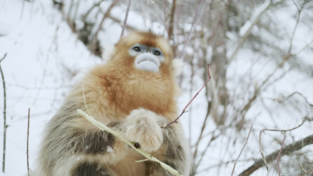 中国，金丝猴在啃树枝视频下载