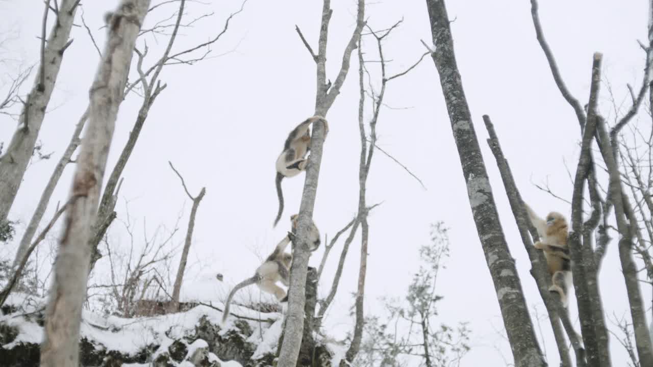 中国，金丝猴在树上跳视频下载