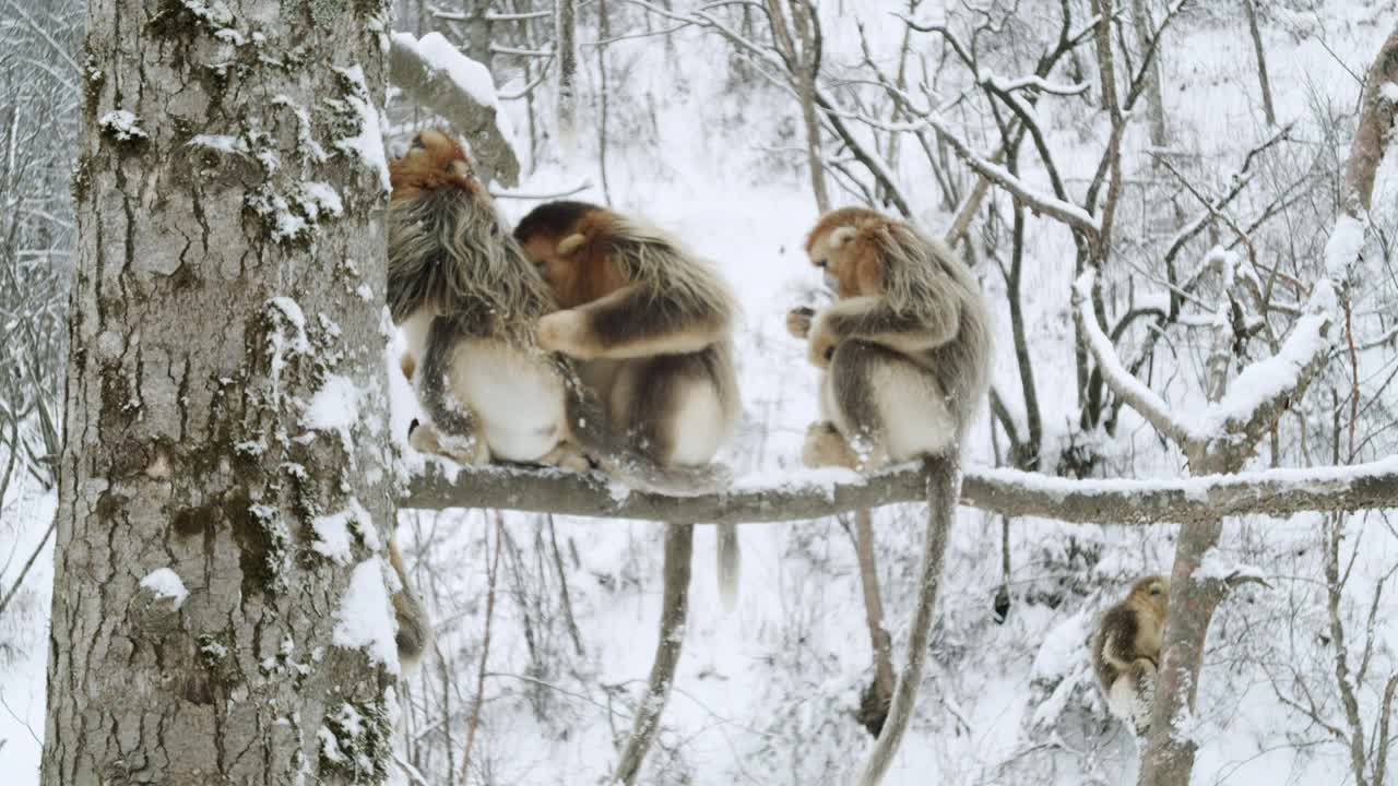 中国，金丝猴坐在树枝上视频素材