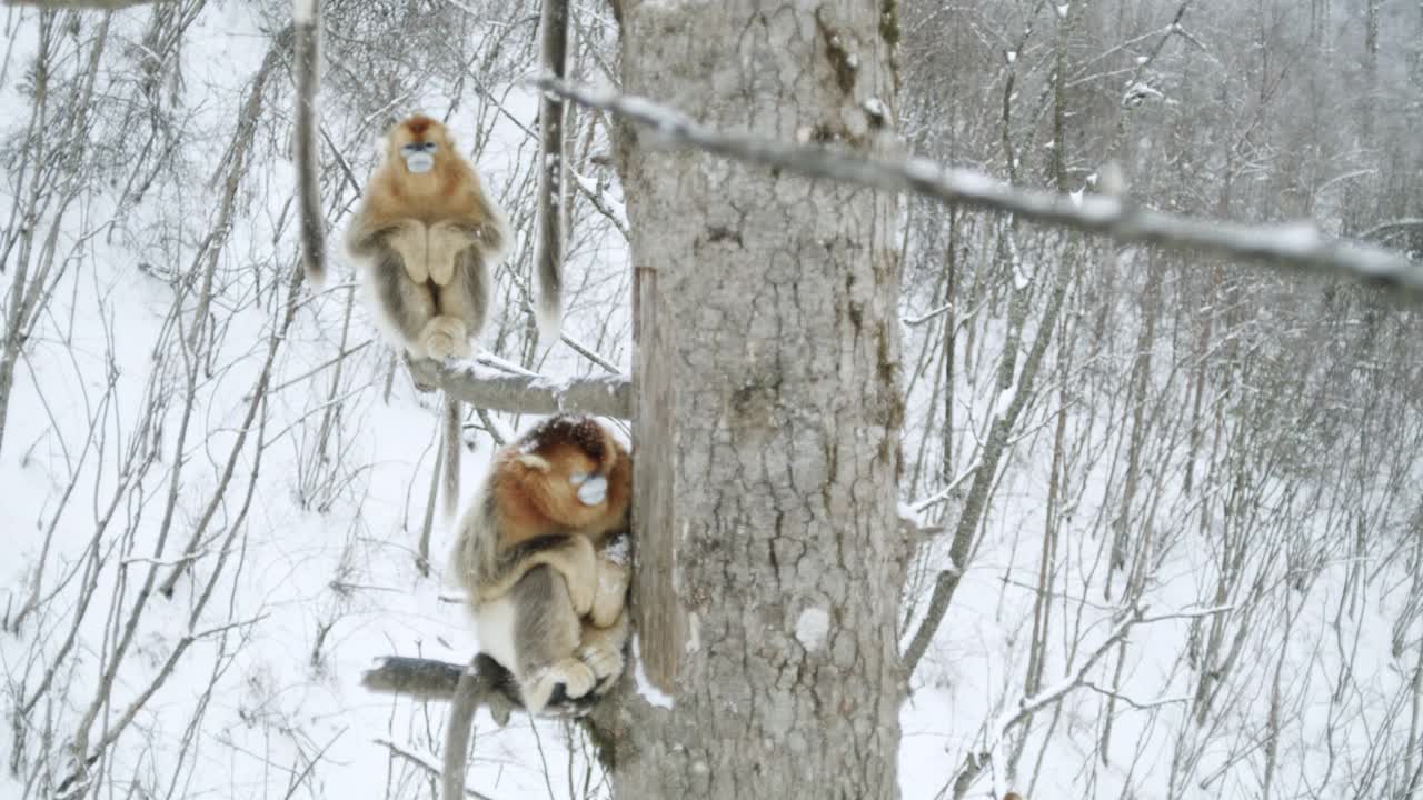 中国，坐在树枝上的金丝猴视频下载