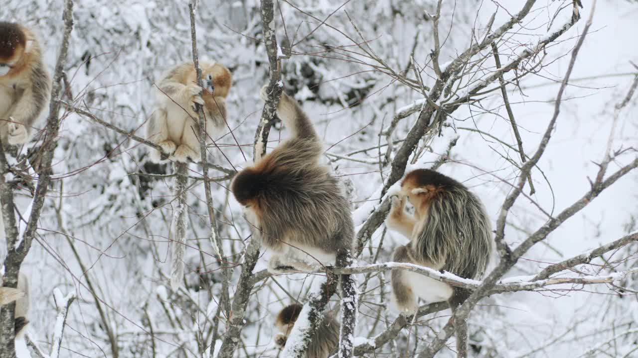 树上的金丝猴，中国视频下载