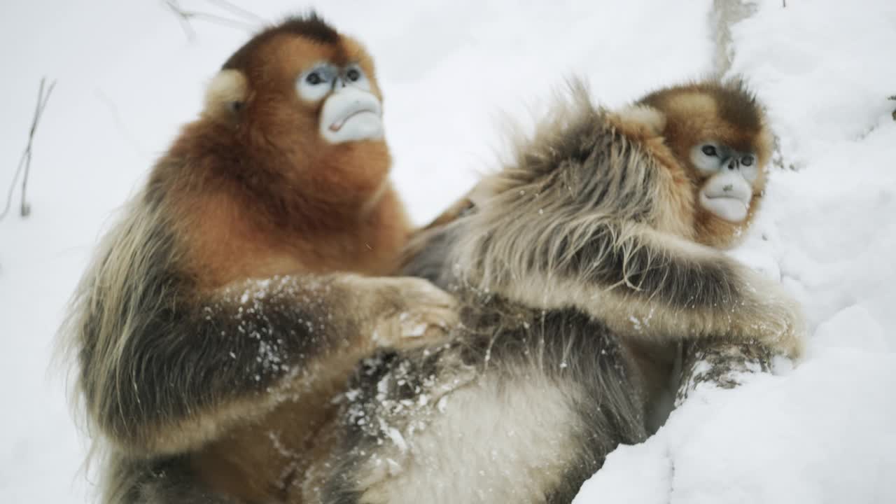 两只金丝猴在雪地里，中国视频下载