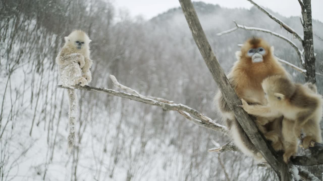 中国，金丝猴在树上跳视频素材