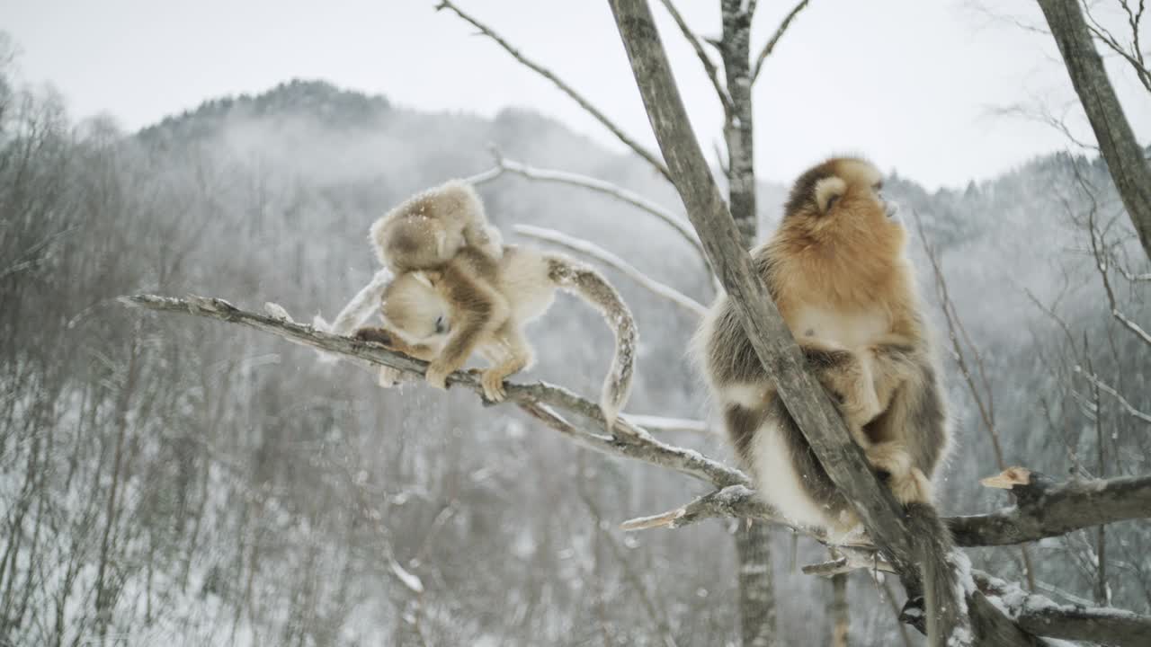 中国，金丝猴在树枝上玩耍视频素材