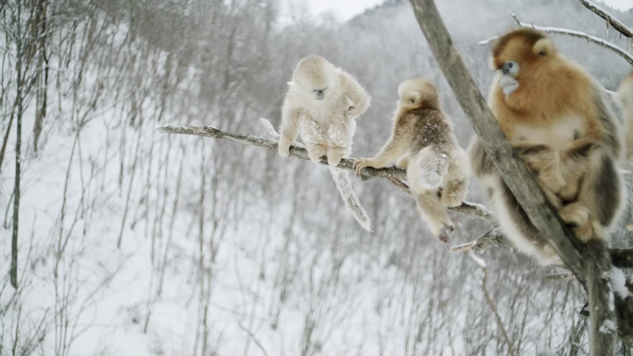 中国，金丝猴在树枝上玩耍视频素材