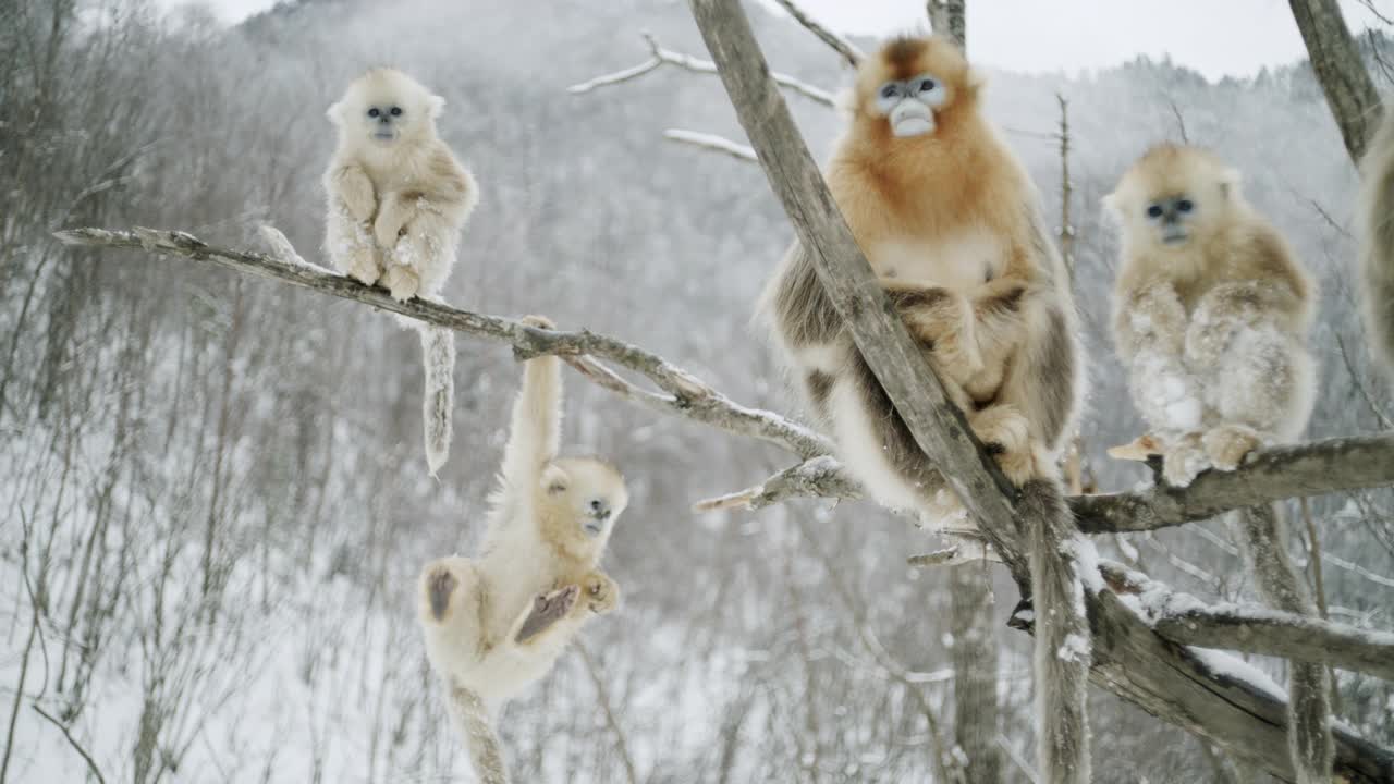 中国，金丝猴在树枝上玩耍视频下载