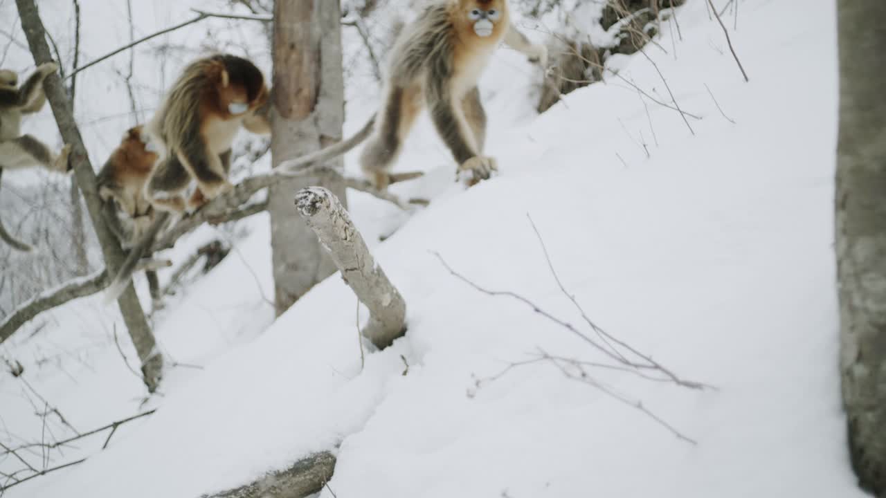 中国冬季森林中的金丝猴视频下载