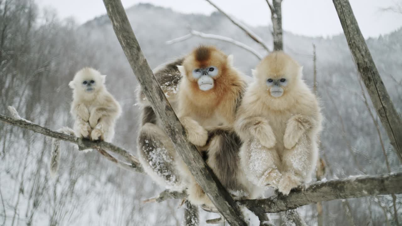 中国，金丝猴坐在树枝上视频下载