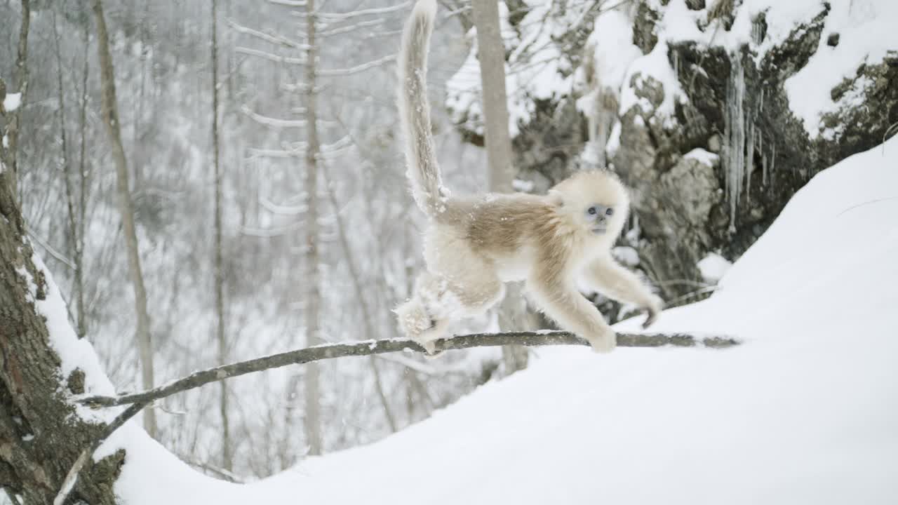中国，冬天森林里的金丝猴视频下载
