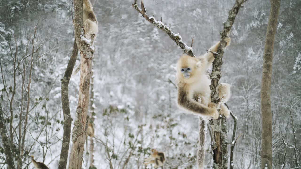 中国，冬天森林里的金丝猴视频素材