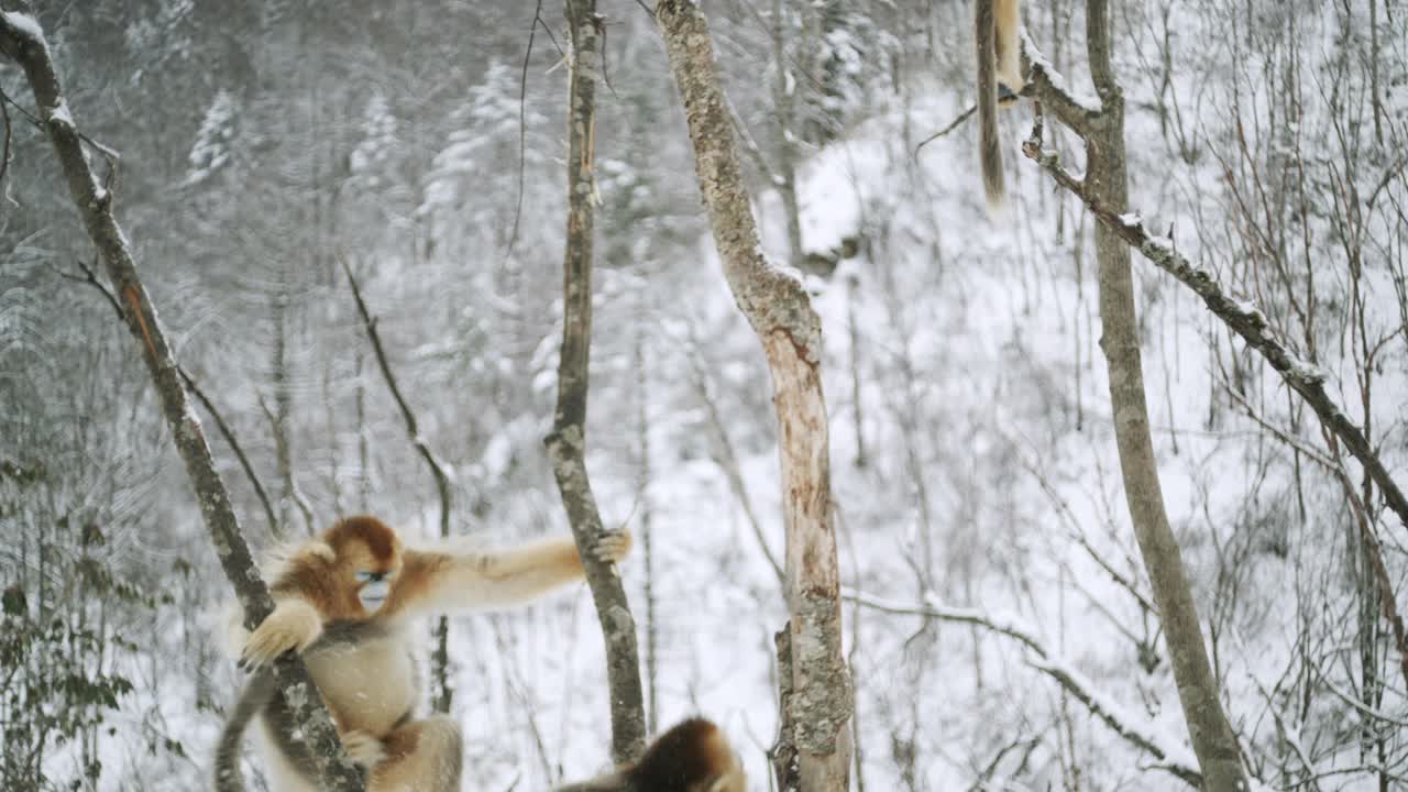 中国:在树枝上跳的金丝猴视频素材