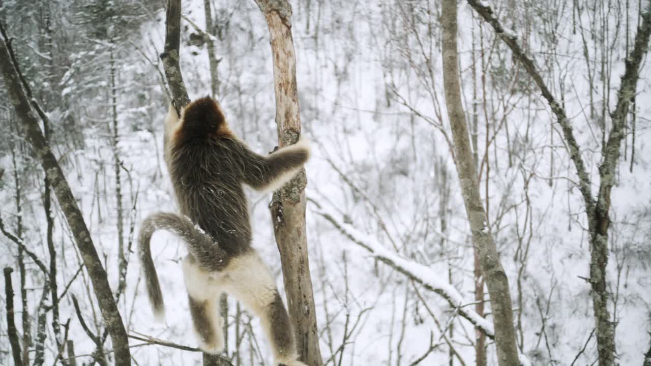 树上的金丝猴，中国视频素材