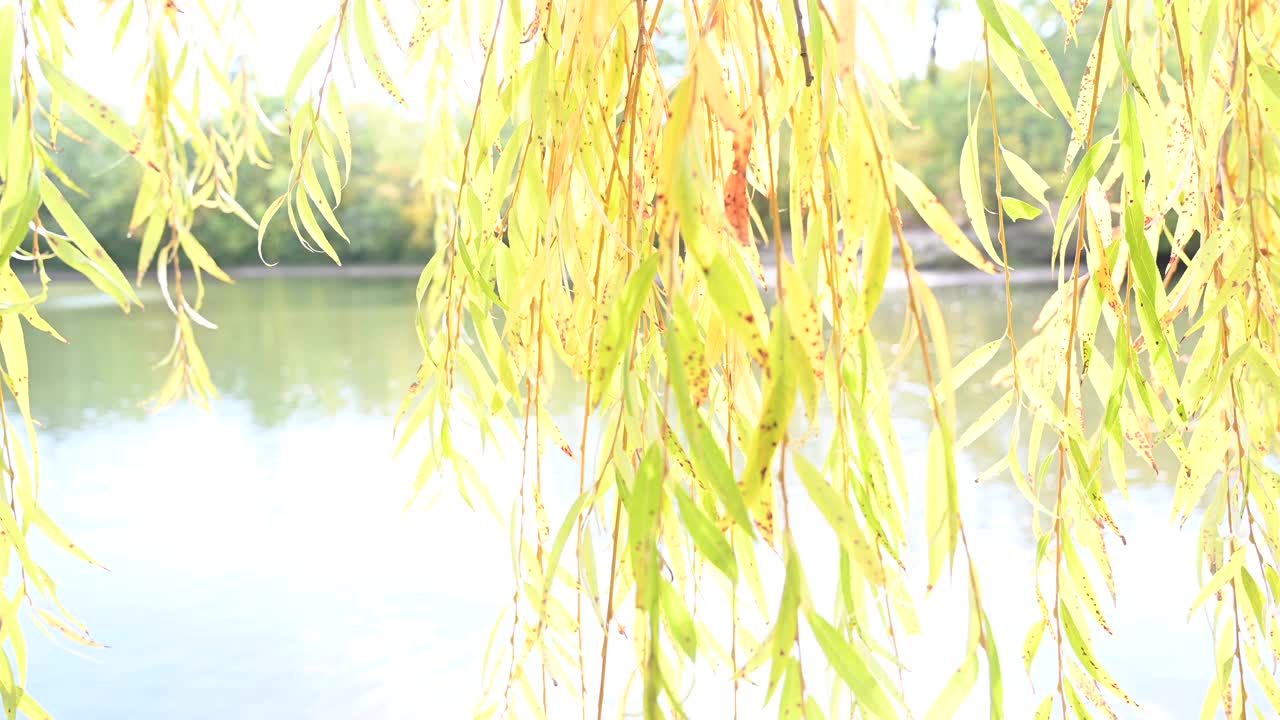 靠近湖边的垂柳的秋色叶子的特写。视频素材