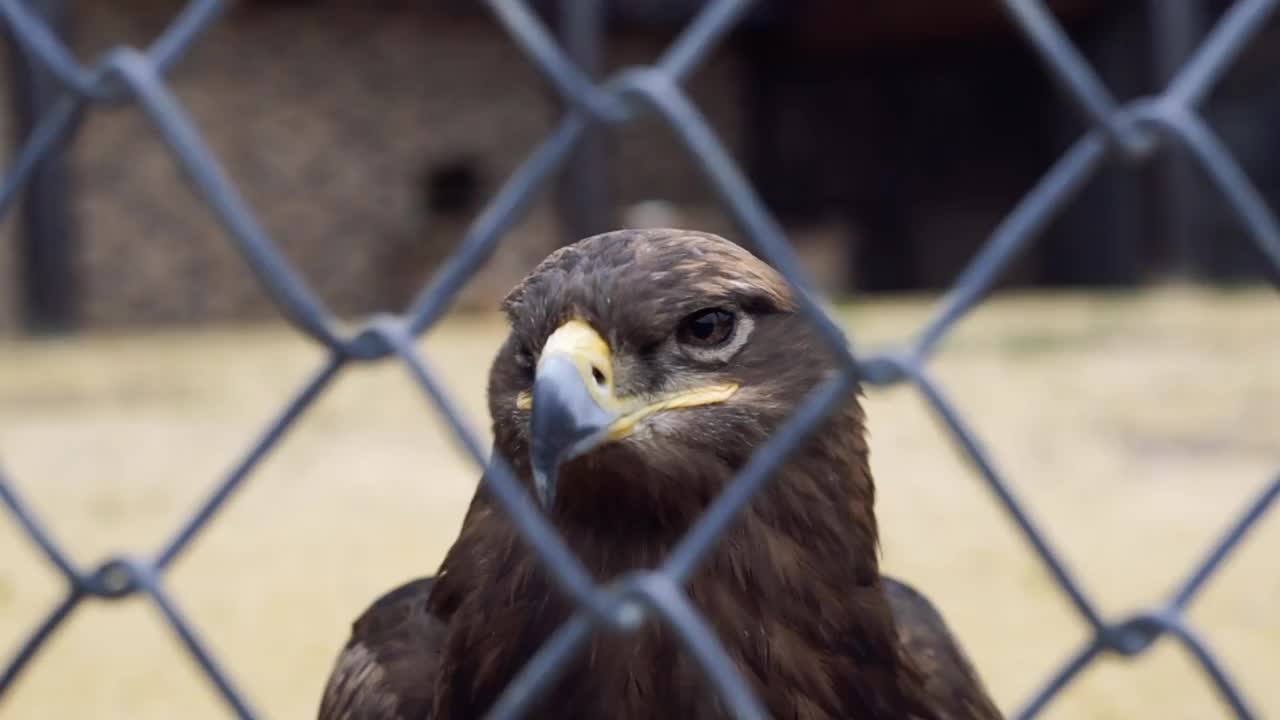 黄嘴褐鹰在笼子里透过格子看视频素材