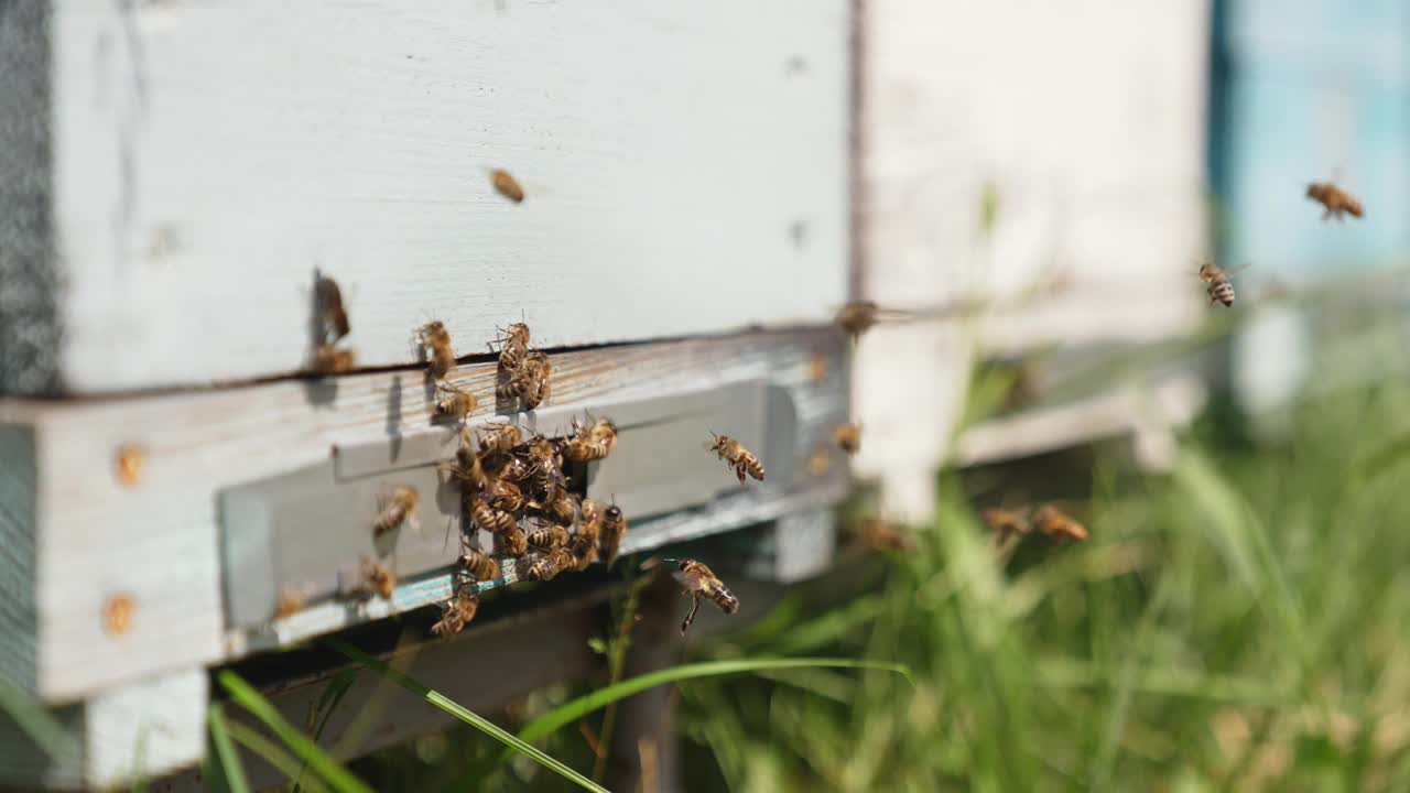 蜜蜂在蜂巢入口处的活动。许多蜜蜂把花粉和蜂蜜带进蜂巢。飞进木蜂窝的蜜蜂。特写镜头。视频素材