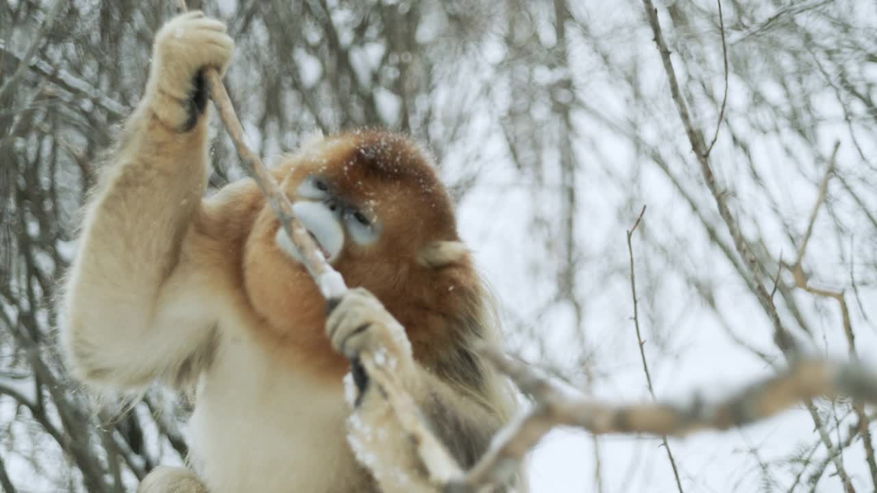 中国，金丝猴吃树枝视频下载