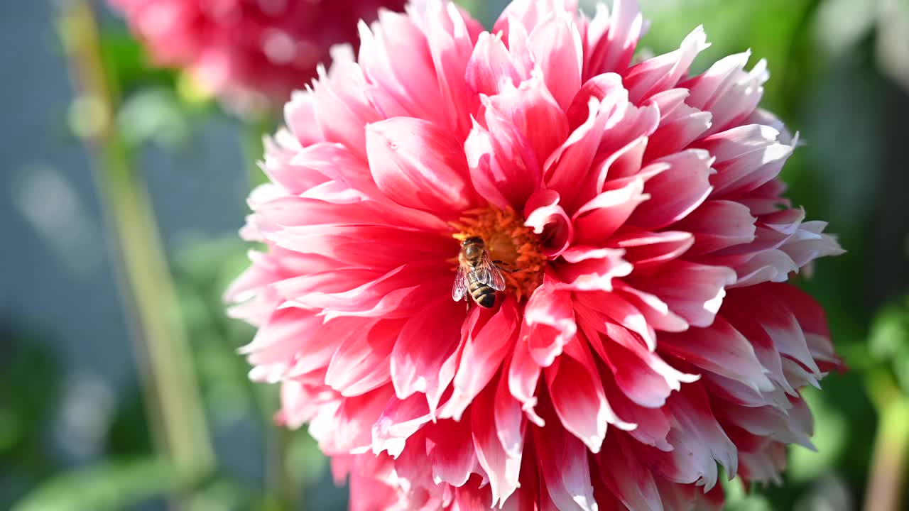 吃花(菊花)花蜜的蜜蜂。视频下载