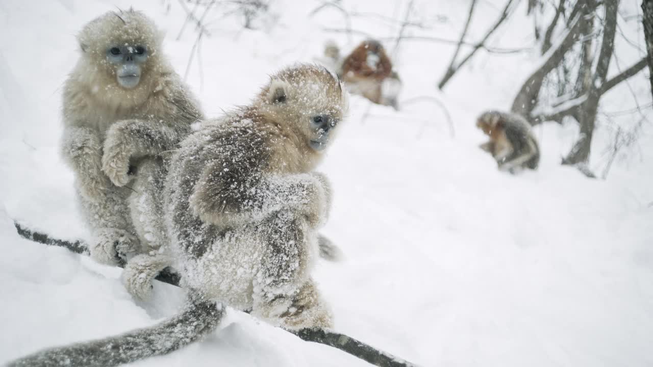 中国雪中的金丝猴视频下载