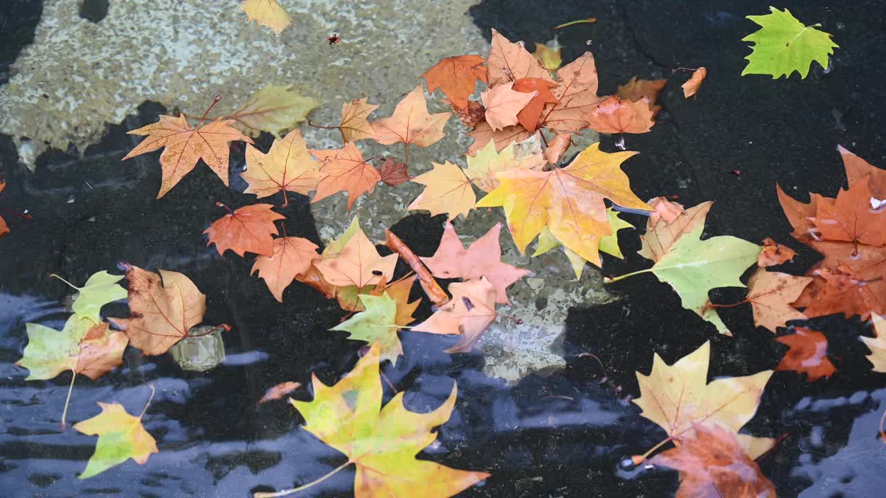 秋色的树叶漂浮在水面上的特写。视频素材