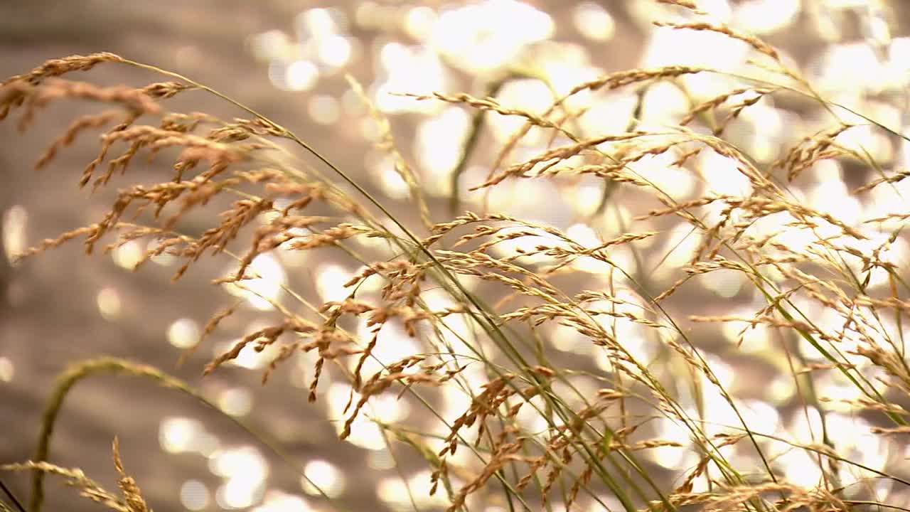 闪闪发光的草，日本视频下载