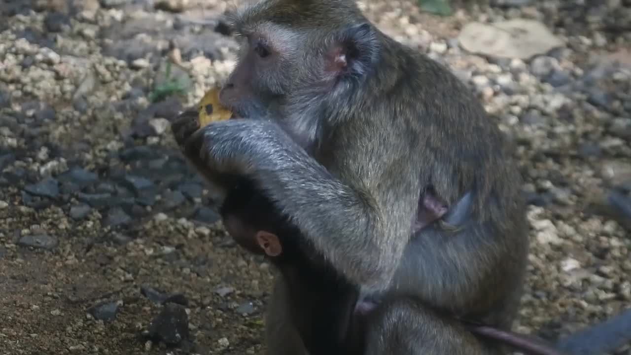 灵长类动物一边吃水果一边生活。在印度尼西亚爪哇中部的Blora，一只猴子正在吃黄色的芒果。哺乳动物的特写高清视频。视频素材