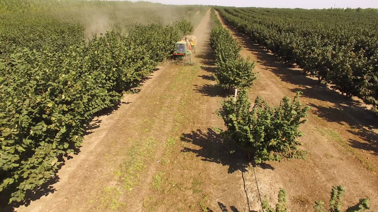 收获季节的榛子种植园视频素材