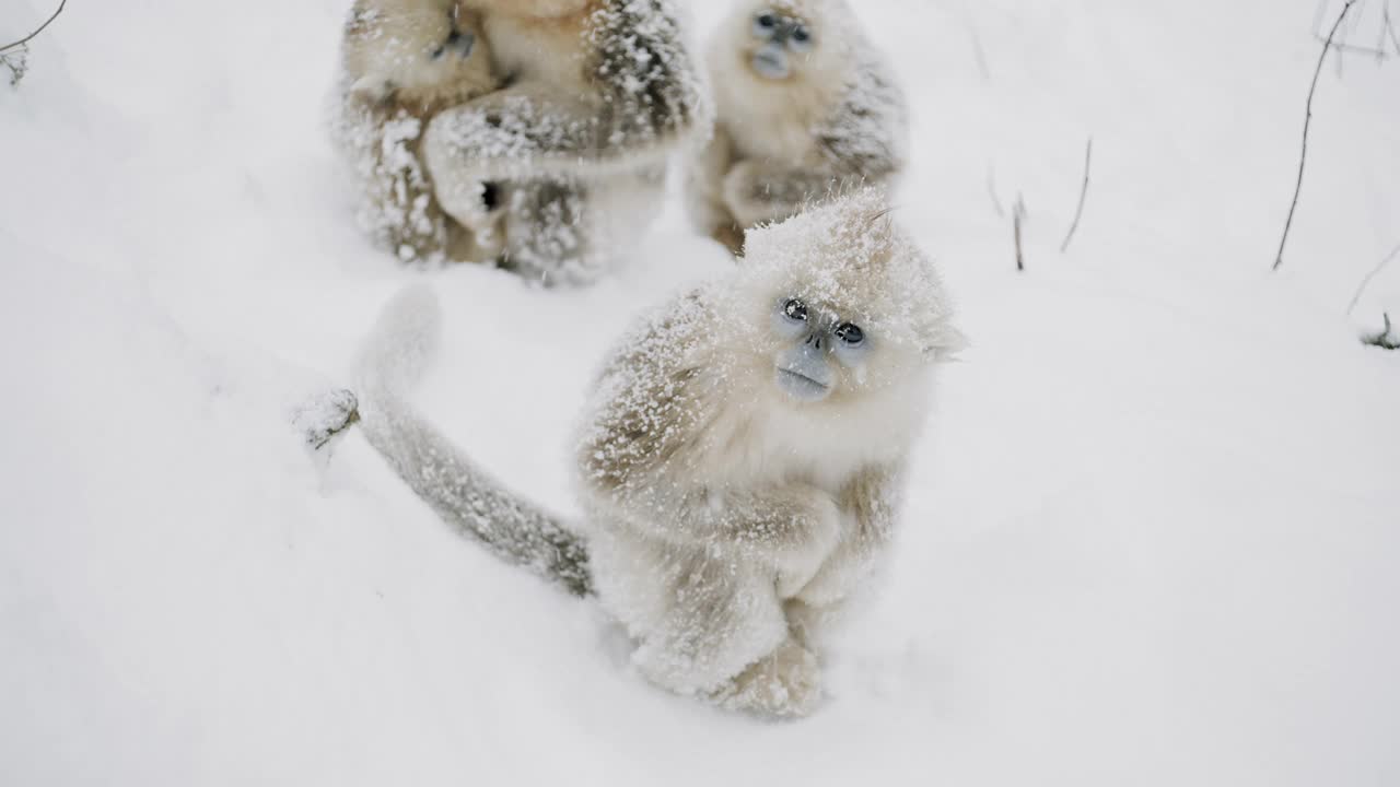中国雪中的金丝猴视频下载