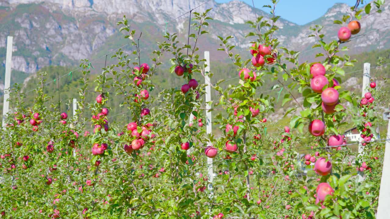 青翠的树枝上挂着成熟的苹果视频下载