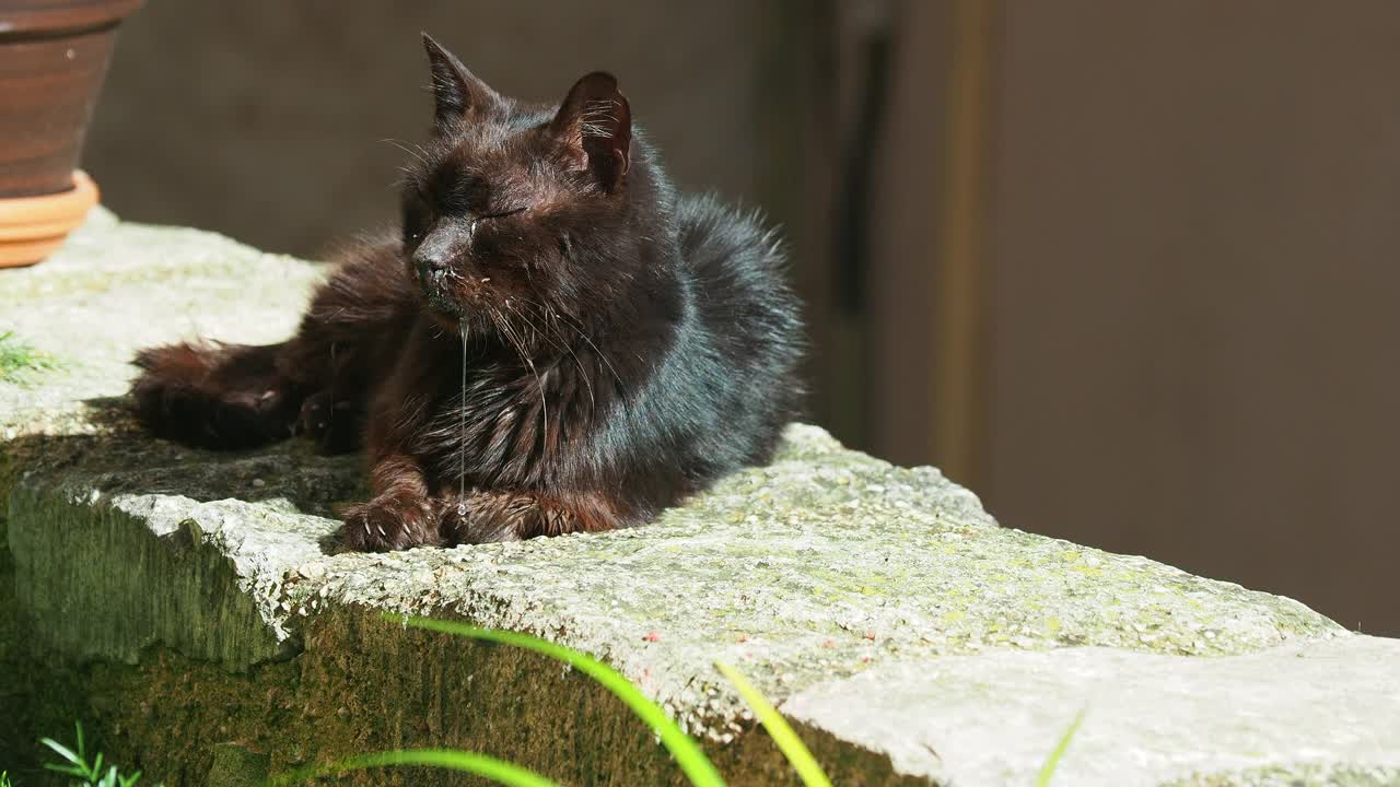 流浪黑猫在阳光下睡觉，嘴里流着口水。视频下载
